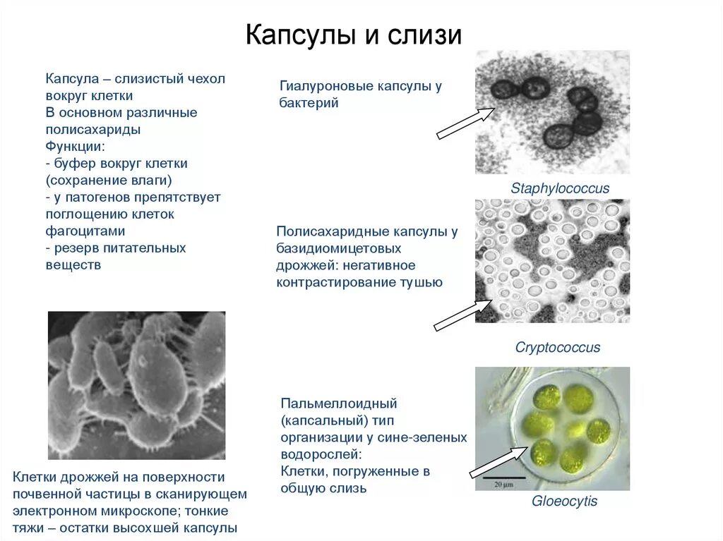 Слизистый слой бактерий. Слизистая капсула бактерий функции. Капсула бактерий строение и функции. Слизистая капсула строение. Капсула клетки строение и функции.