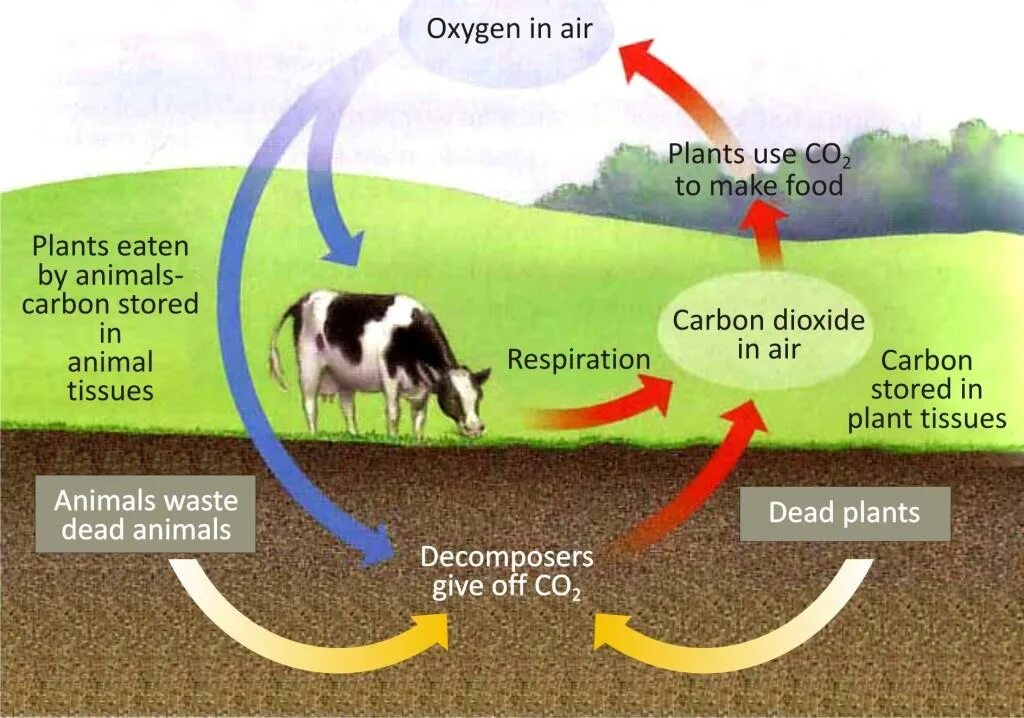 Use carbon dioxide. Oxygen Carbon dioxide. Carbon dioxide and Oxygen Cycle. Oxygen Chemical properties. Оксигена и карбона.