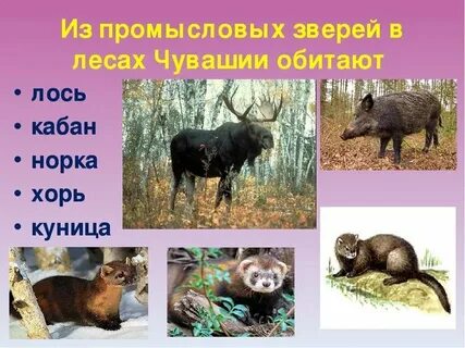 Подготовить сообщение о диких животных вашего края