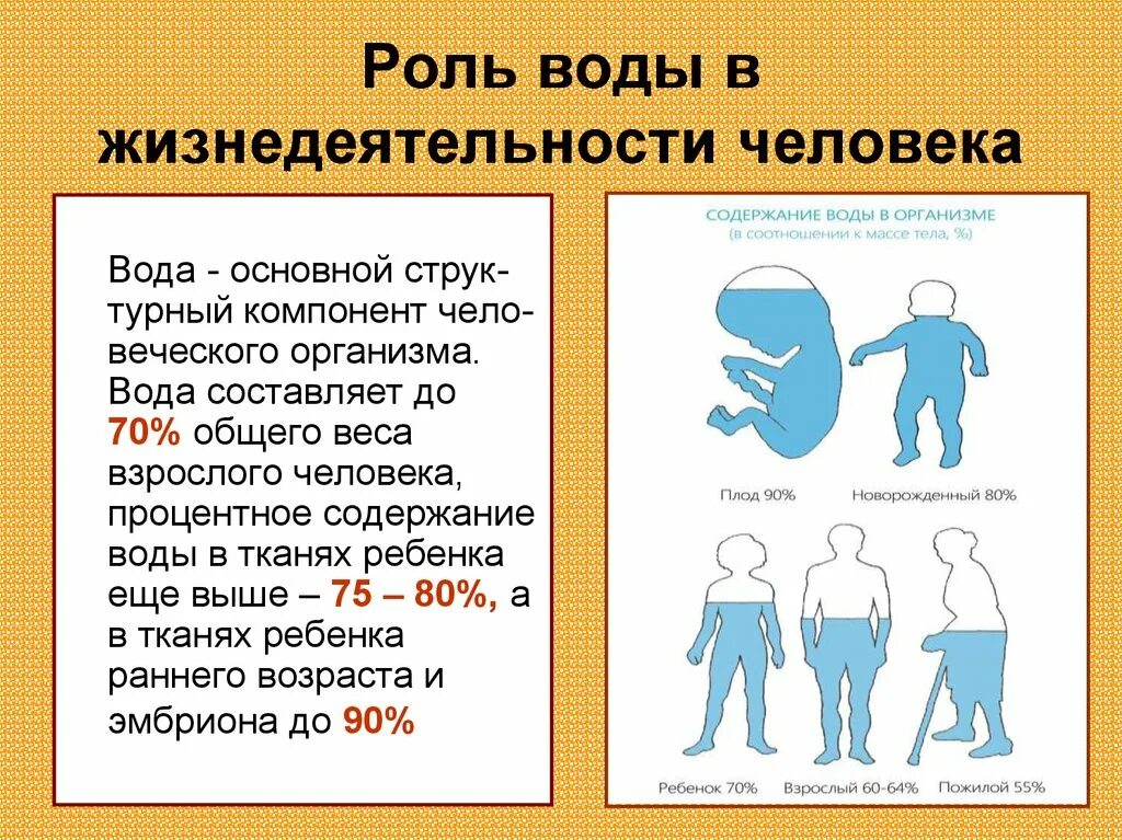 Каково значение в организме. Роль воды в жизнедеятельности человека. Роль воды в организме человека.