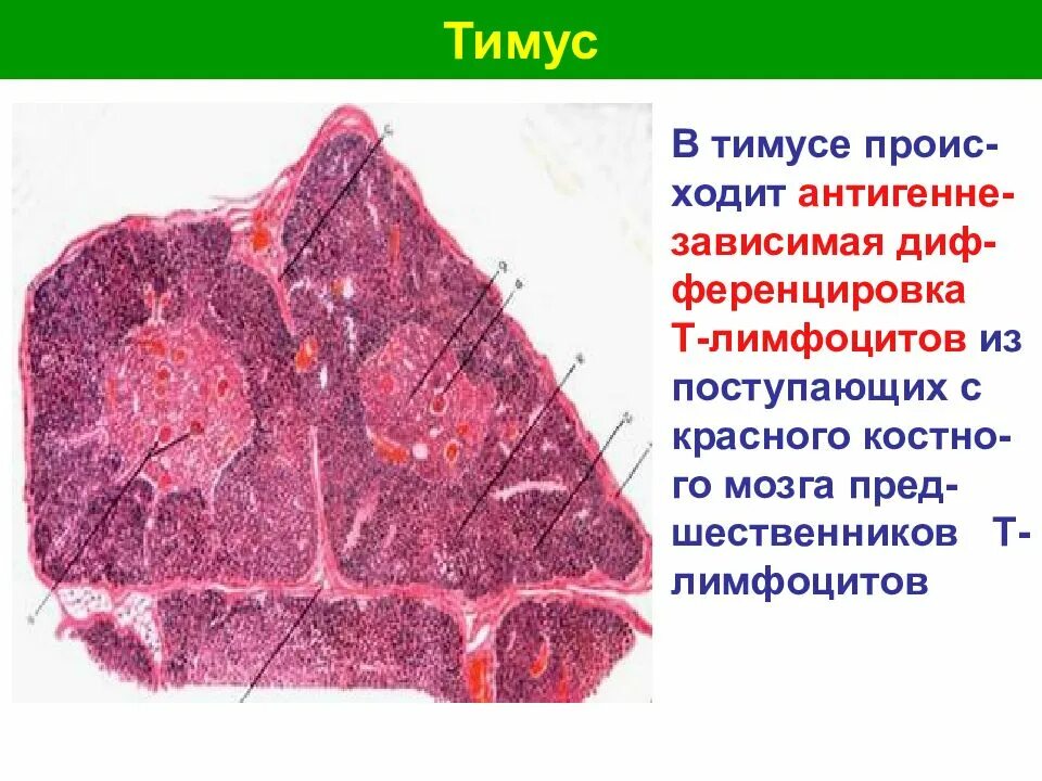 Кроветворение в тимусе. Строение вилочковой железы гистология. Тимус строение гистология тельца гассаля. Зобная железа гистология. Гистологический препарат лимфатический узел.