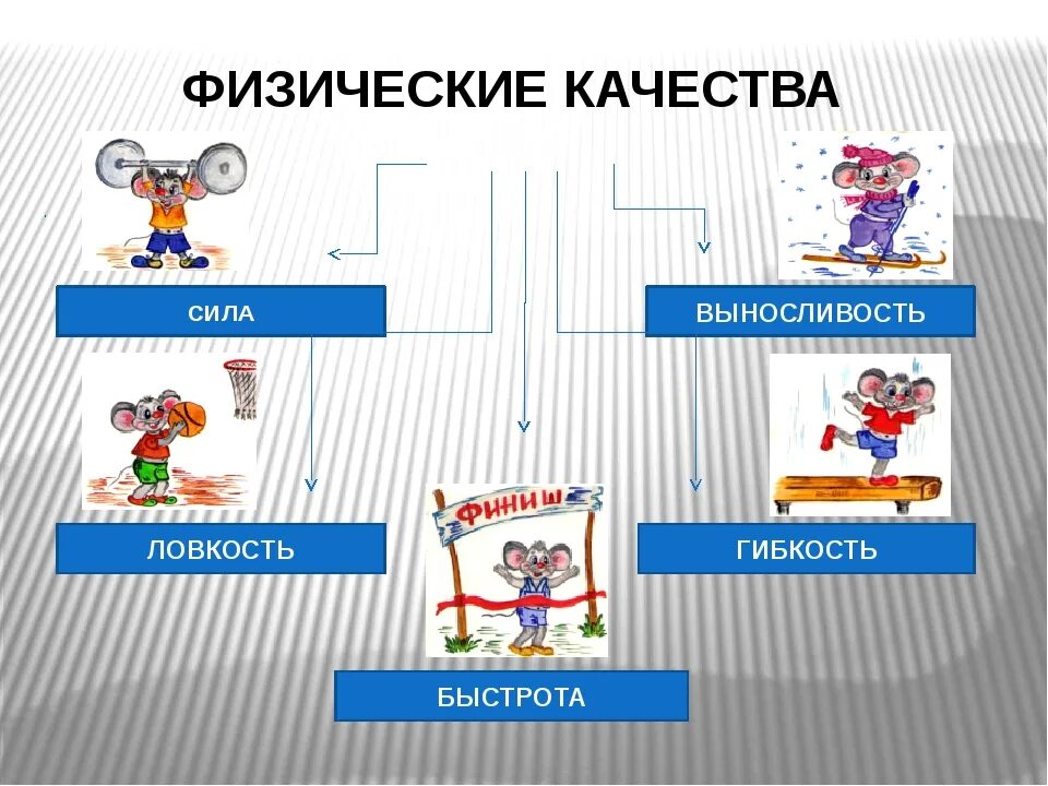 Скорость физическое качество человека. Физические качества сила быстрота выносливость ловкость и гибкость. Физические качества человека. Пять основных физических качеств. Основные физические качества.