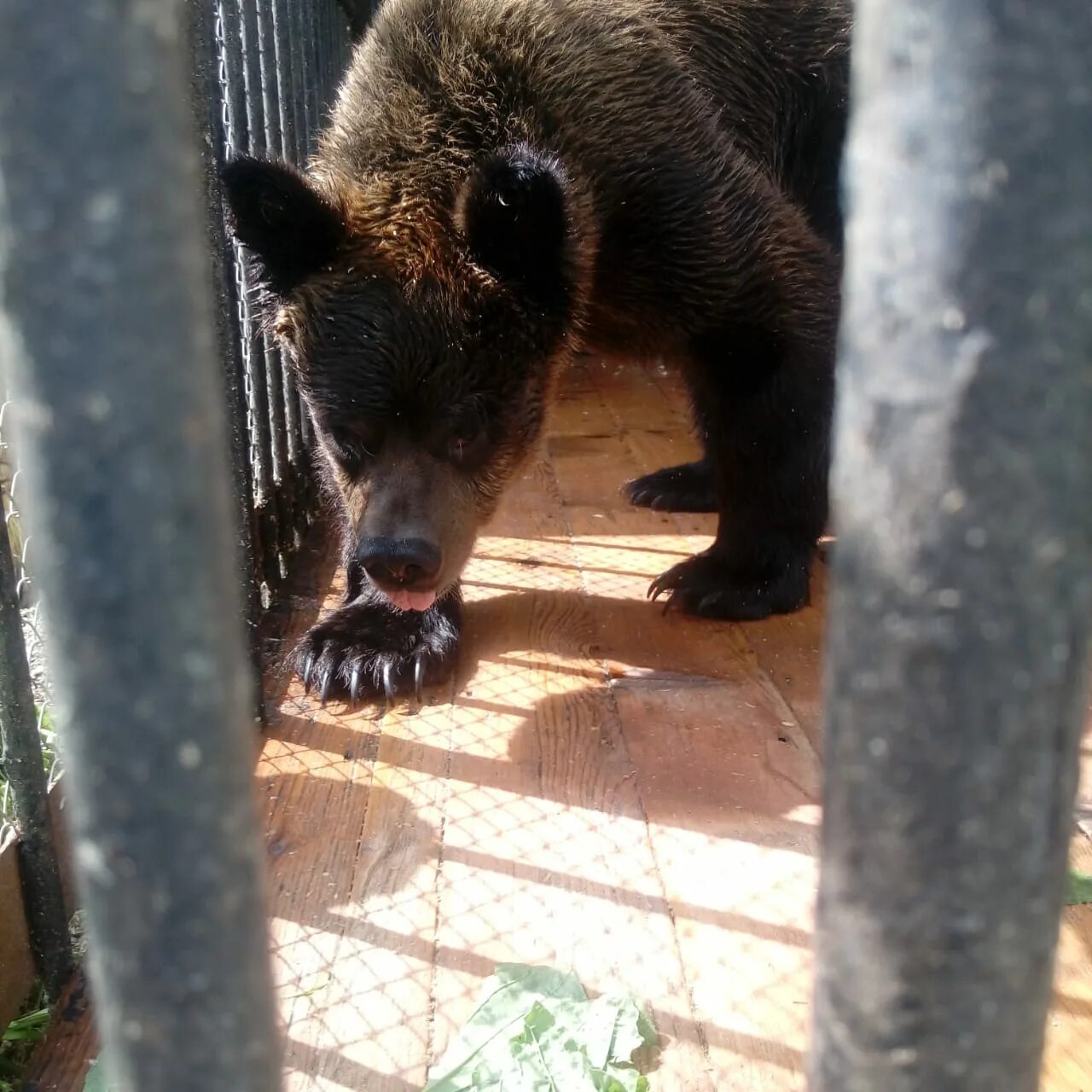 Медведь заболел. Больной медведь. Медведь.балу в зоопарке. Сахалинский зоопарк. Медведь балу Вязьма.