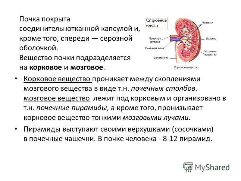 Работа почек человека. Строение коркового вещества почки. Мозговое вещество почки функции. Структура коркового вещества почки. Функции мозгового слоя почки.