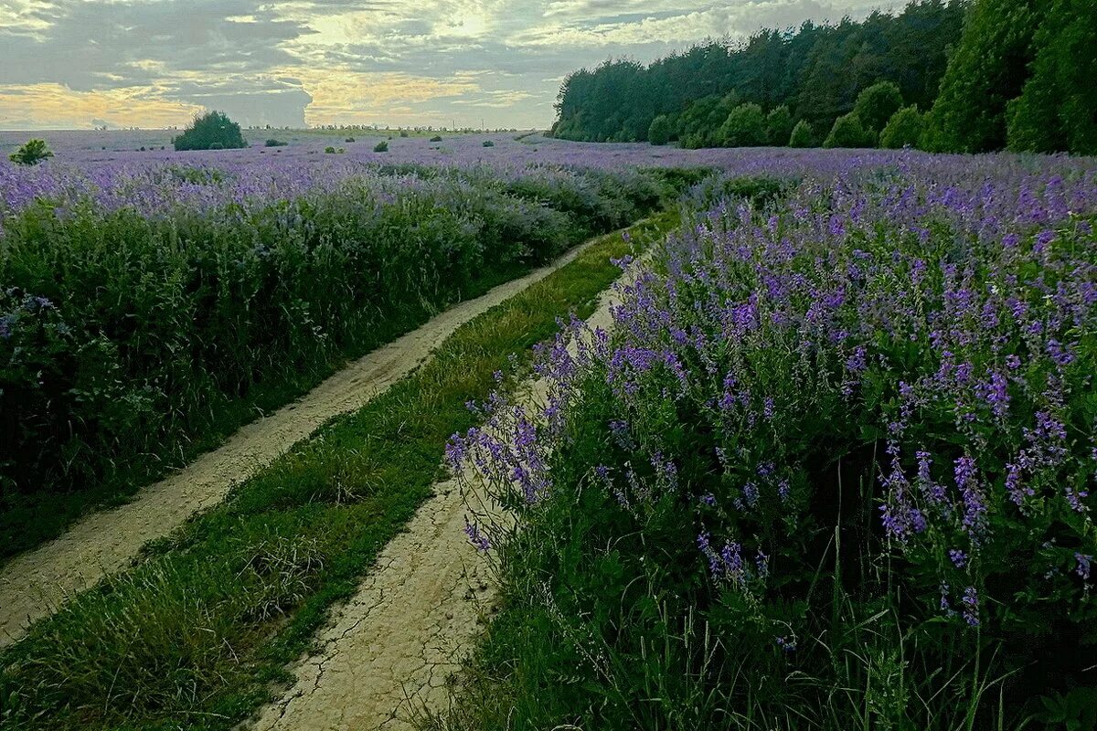 Сел растение. Козлятник лекарственный поле. Люцерна козлятник. Травы люцерна козлятник. Козлятник Ялгинский.