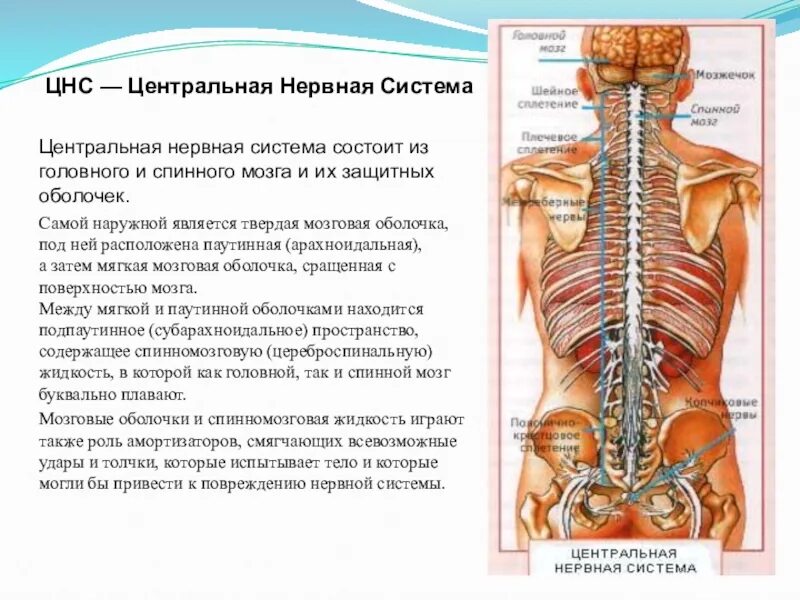 Центральная нервная система состоит. ЦНС человека состоит из. Центральная нервная система человека состоит из. Из чего состоит ЦНС. Центральный отдел нервной системы спинной мозг