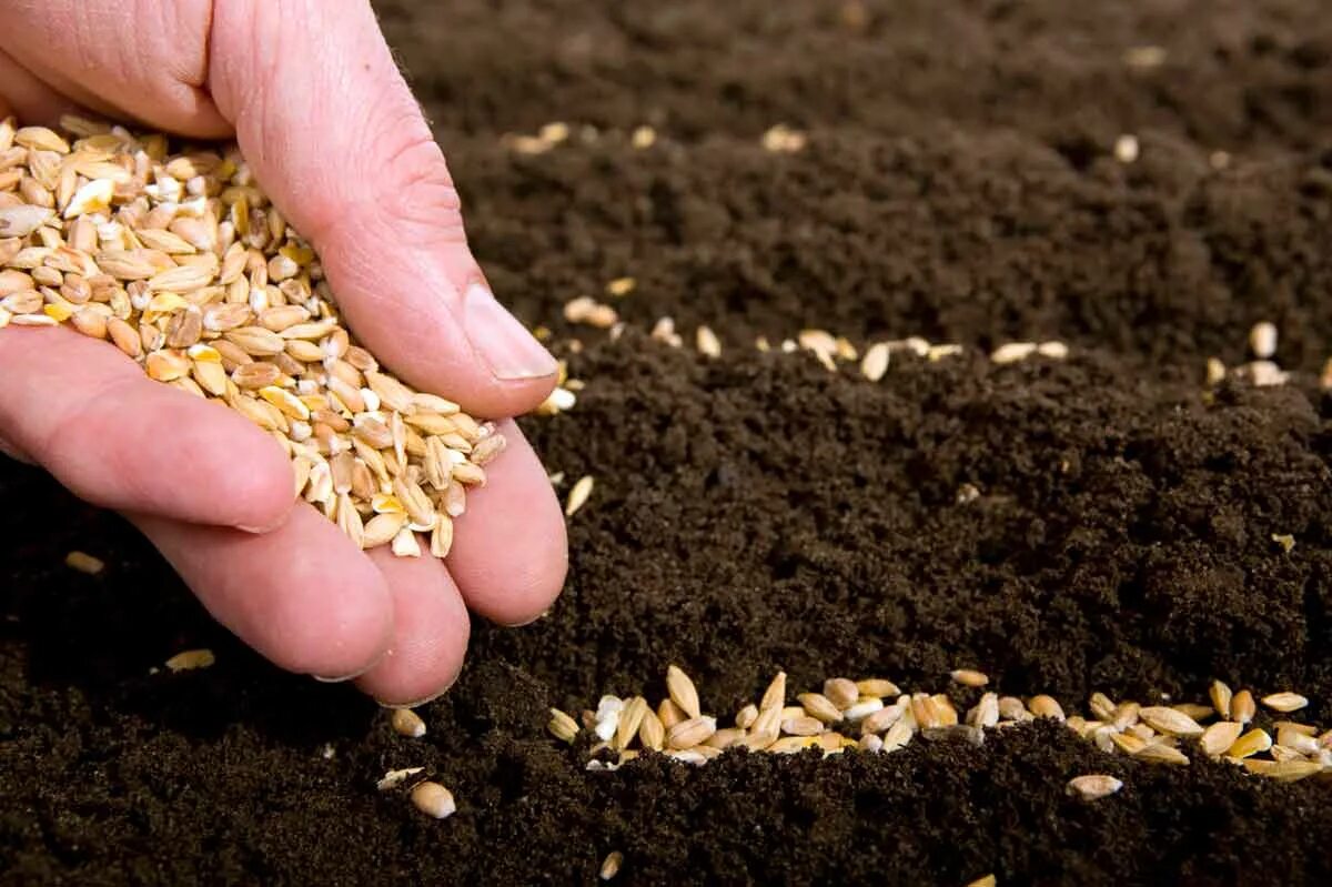 Посеявший зерно самоклеящаяся. Семена для посадки. Семена сельское хозяйство. Посев зерна. Сеют пшеницу.