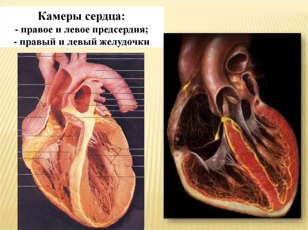 Сердце анатомия желудочки и предсердия. Правое предсердие сердца анатомия. Камеры сердца (предсердия, желудочки). Сердце правое и левое предсердие. Где предсердие