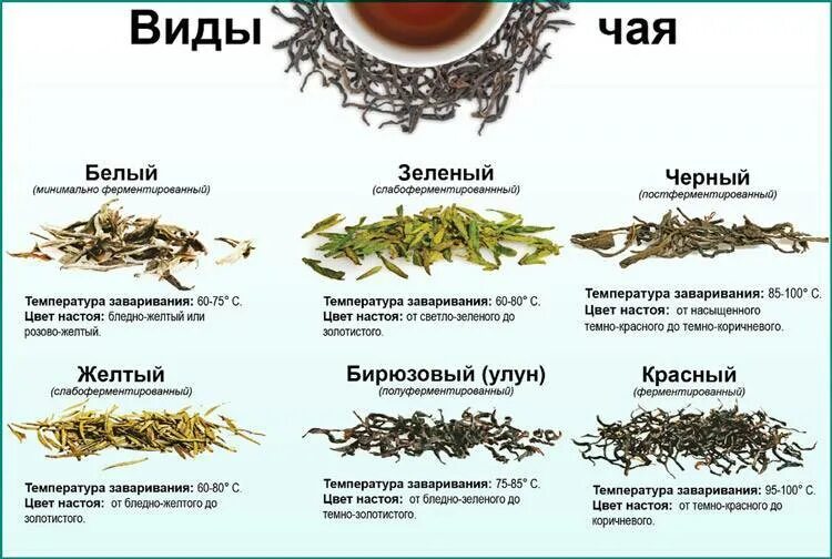Польза зеленого чая для организма мужчины. Чача виды. Виды чая. Китайские чаи названия. Сорта чаев названия.