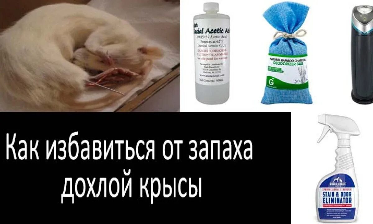 Как убрать крыс. Средство от трупного запаха. средство от дохлых мышей. как избавиться от запаха дохлой крысы.