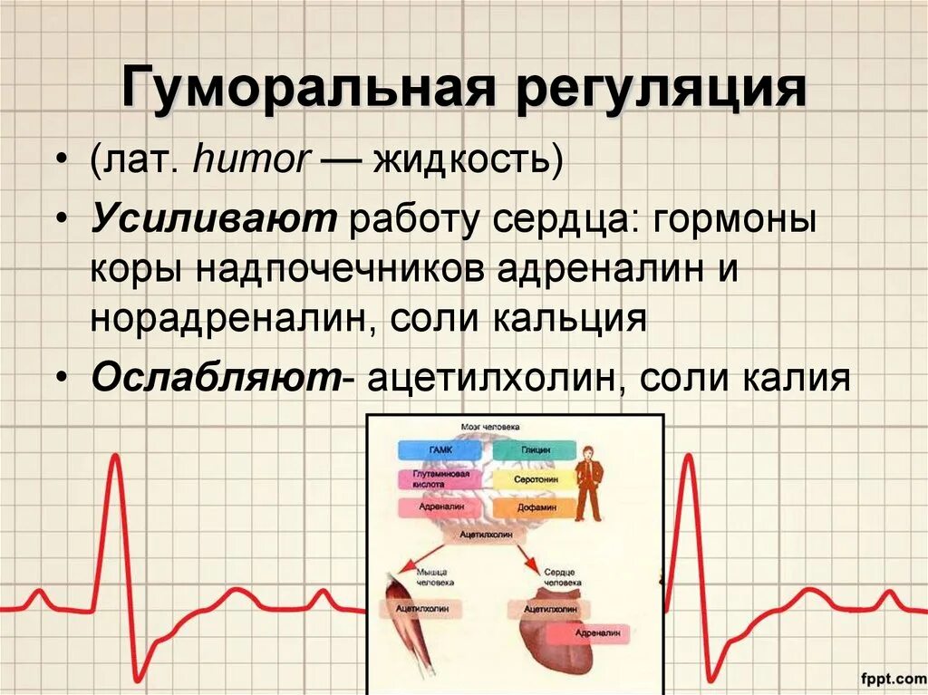 Гуморальная регуляция работы сердца человека. Деятельность сердца усиливают. Какие гормоны усиливают работу сердца. Гуморальная регуляция сердца. Гуморальная регуляция работы сердца.