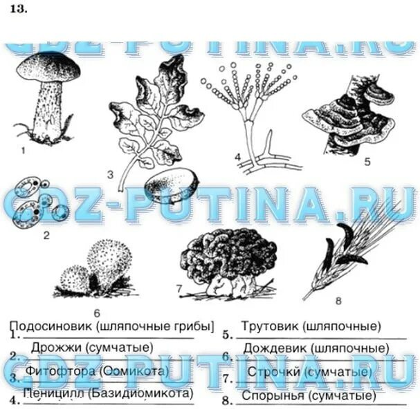 Биологии 9 класс рабочая тетрадь захарова. Грибы 7 класс биология. Задания по грибам 7 класс. Бактерии и грибы биология 7 класс. Шляпочные грибы тетрадь по биологии.