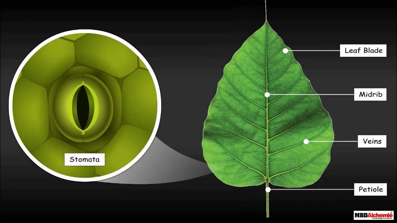 Leaves were calling me. Leaf structure. Internal structure of the Leaf. Leaf structure of the Leaf. Листья растений фото.