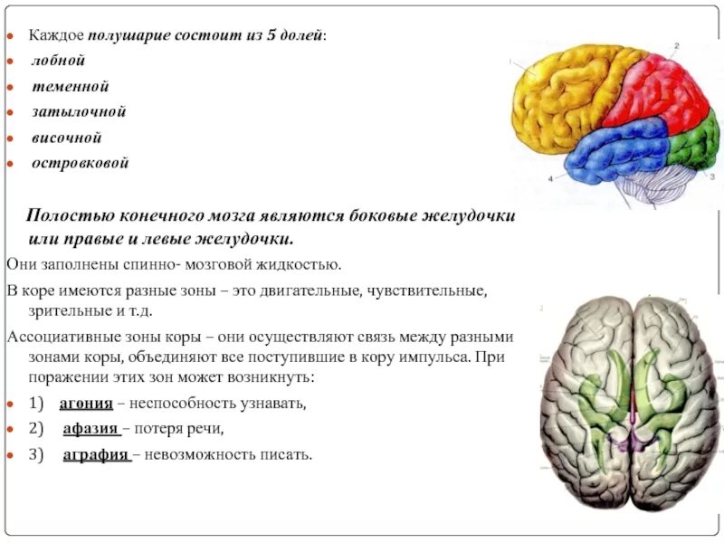 В каждом полушарии долей. Название полостей конечного мозга. Полости больших полушарий. Конечный мозг. Полости конечного мозга.