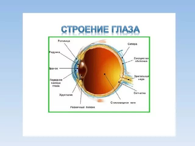 Строение глаза физика 8 класс. Глаз и зрение физика. Строение глаза карточка. Оптическое строение глаза.