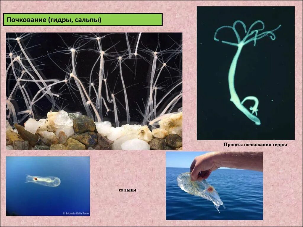 Кишечнополостные гидра почкование. Гидра обыкновенная размножение. Гидра биология почкование. Процесс почкования у гидры это. Пресноводная гидра размножается