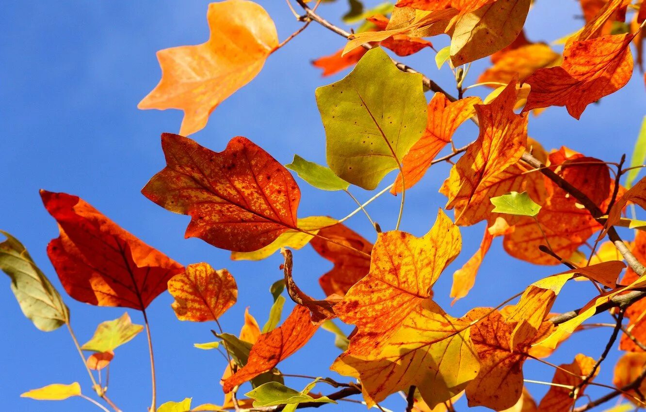 Осень сентябрь. Красивая осень. Осень клен. Осень желтые листья. Листья клена на траве.