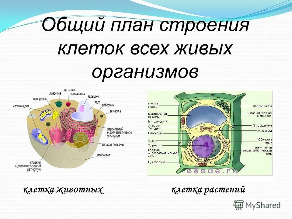 План строения животных. Общий план строения хордовых животных. Хордовые животные внутреннее строение. Планс тоения позвоночных. План строения животных.