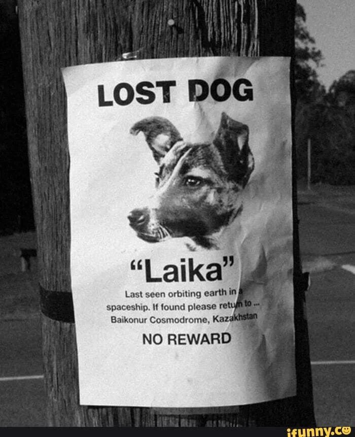 The Lost Dog. Lost Dog прикол. Laika still wants go Home. Bueno que собака.
