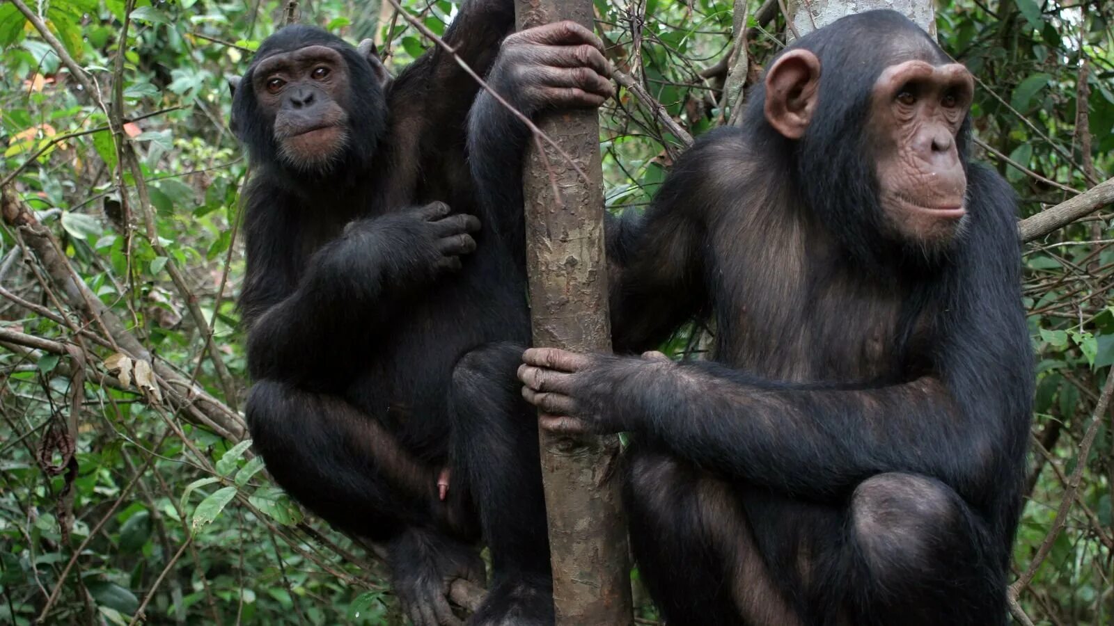 Шимпанзе бонобо. Обезьяны бонобо жизнь. Бонобо в Конго. Бонобо человекообразные обезьяны.