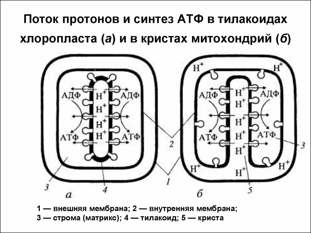 Митохондрии атф хлоропласты. Мембрана хлоропласта и мембраны митохондрий. Синтез АТФ на кристах митохондрий. Синтез АТФ В митохондриях и хлоропластах. Синтез АТФ В митохондриях и пластидах.