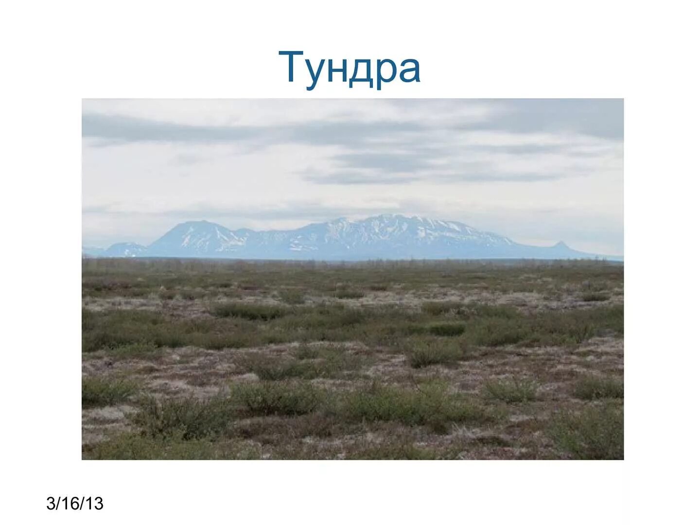 Рабочий лист тундра 4 класс. Рабочий лист тундра 4 класс