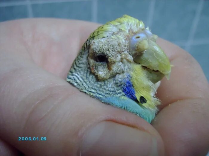 чесоточный клещ у волнистого попугая. кнемидокоптоз у попугаев. кнемидокоптоз птиц клещ. чесоточный клещ у волнистого попугая. кнемидокоптоз у волнистого.