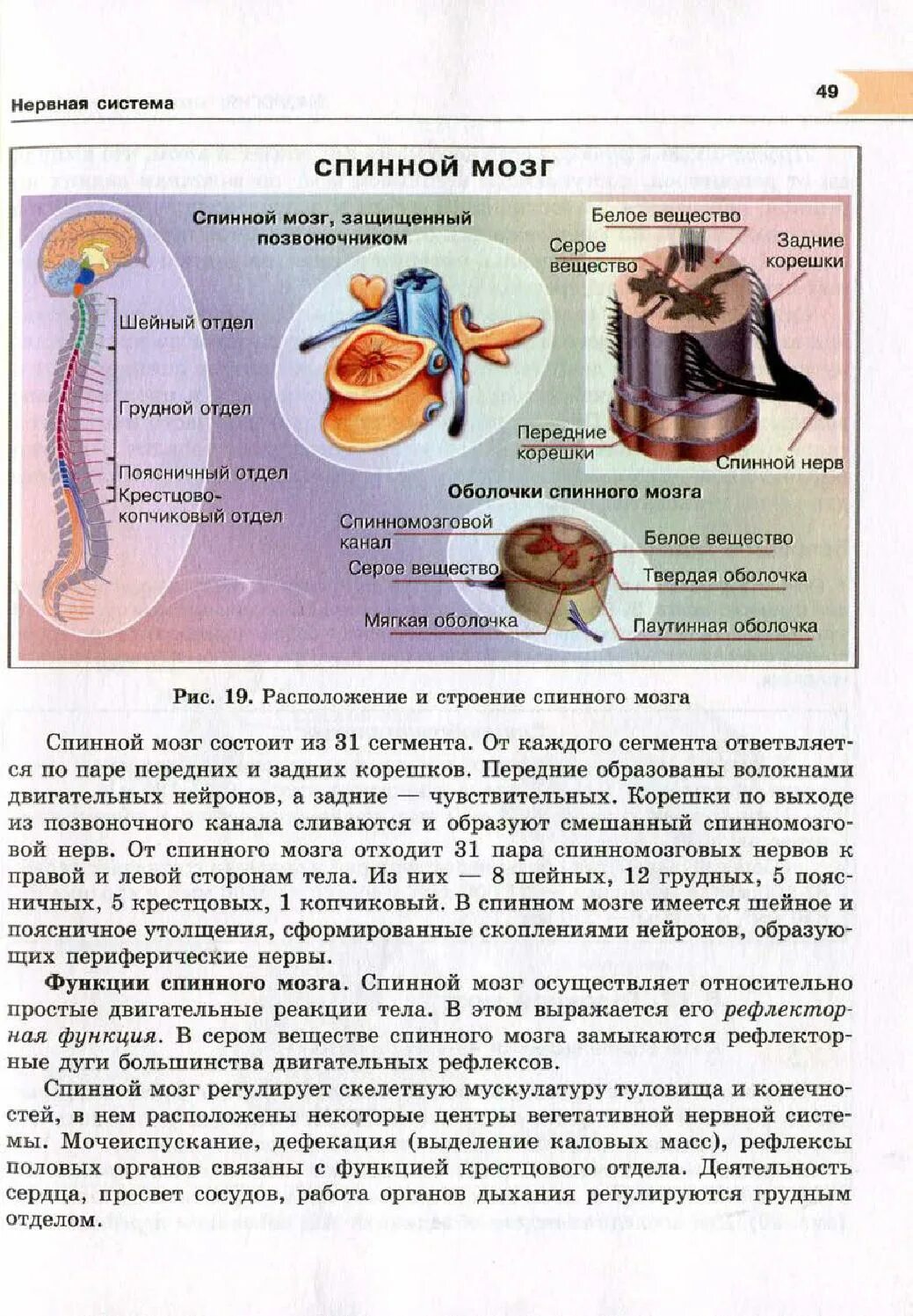 От каждого сегмента отходит пара
