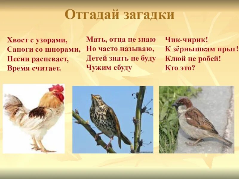 Не ездок а со шпорами не отгадка. Не ездок а со шпорами не отгадка