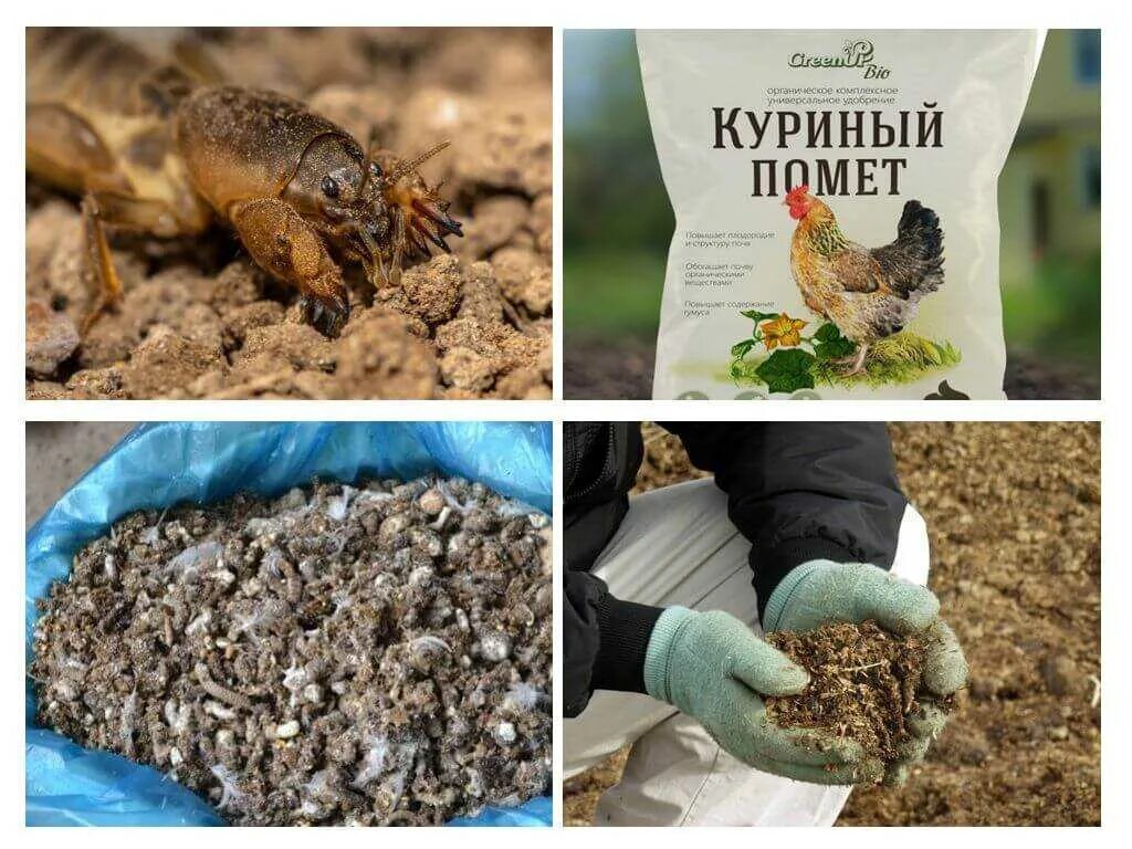 Удобрения куриный помет как использовать. Куриный помет. куриный помет удобрение. навоз куриный помет. птичий навоз.