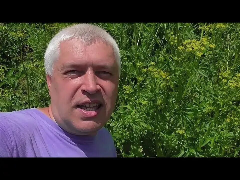 Горин камыш. Горин камыш