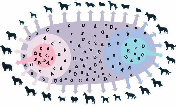 Генофонд животных. Генофонд. Проблемы защиты генофонда человека. Генофонд популяции. Геномная селекция свиней.
