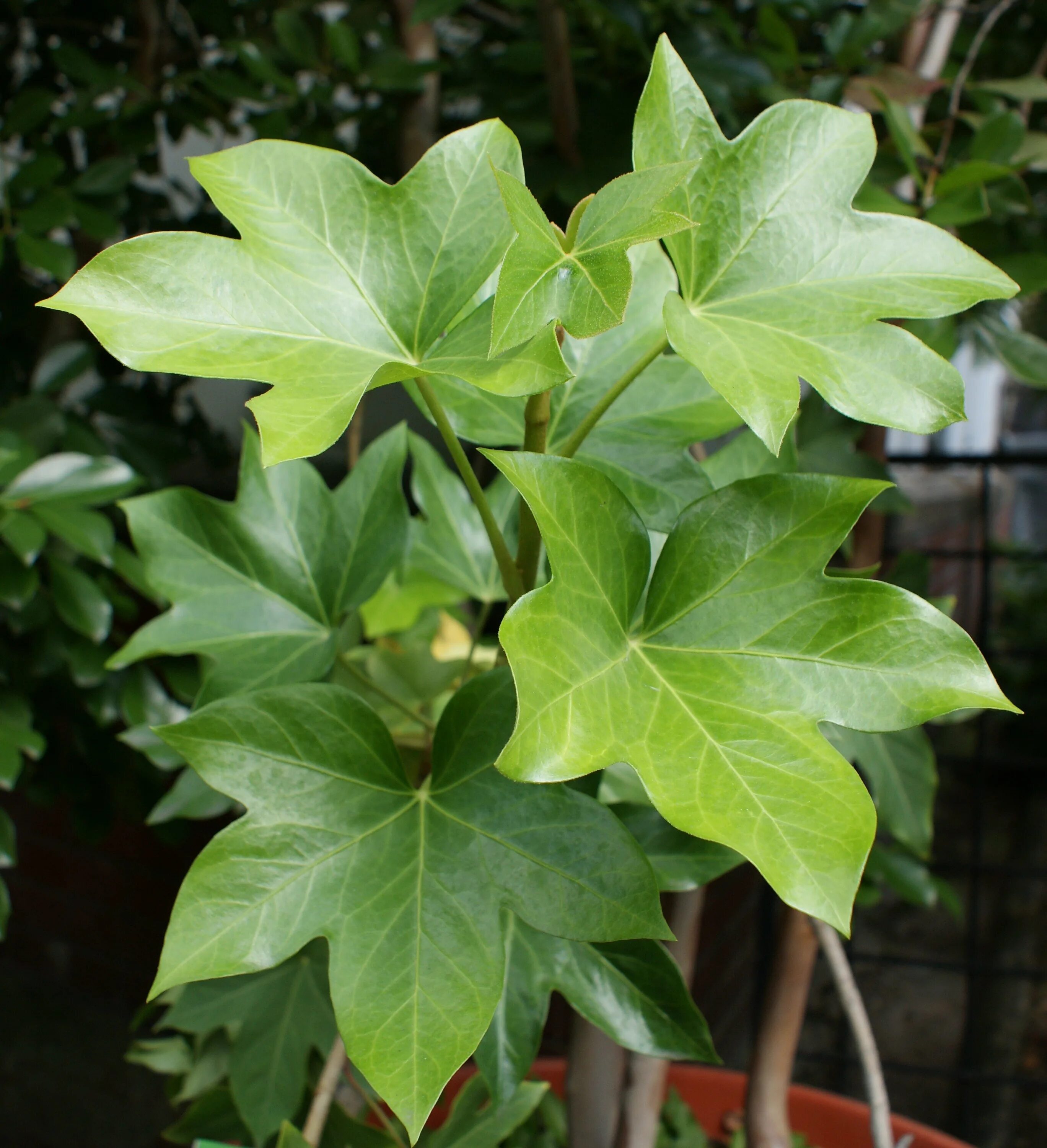 Декоративно лиственные растения. Растение каладиум. Плющ фатсия. Зеленый лист. Красивые зеленые листья.