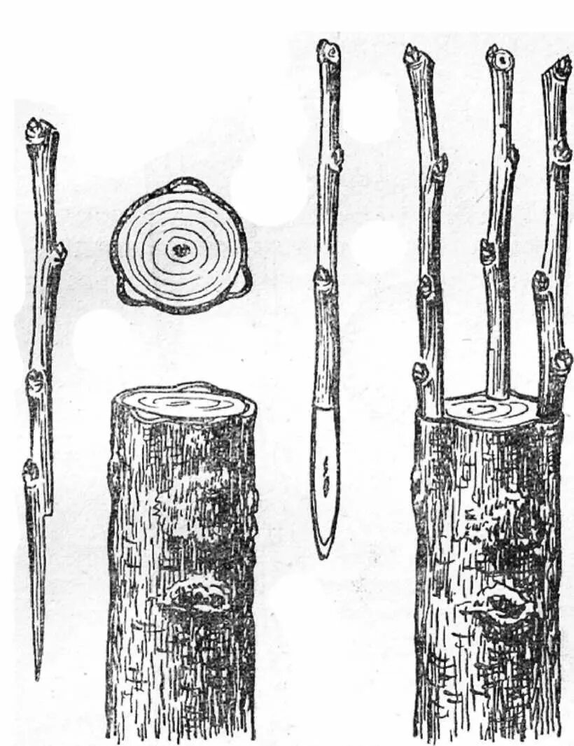 Вегетативное размножение растений прививкой примеры. Окулировка в приклад глазком. Прививка черенком биология 6 класс. Корнеобразование черенков яблони. Прививка яблони подвой привой.