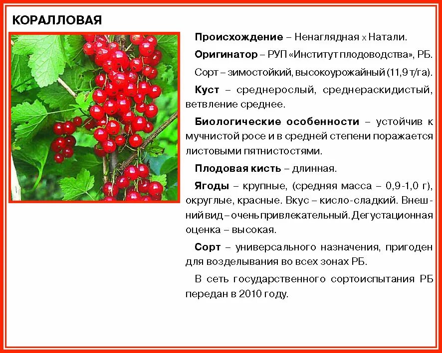 Соседство смородины. Смородина красная описание. Классификация смородины красной. Красная смородина описание растения. Смородина красная вид и род растения.