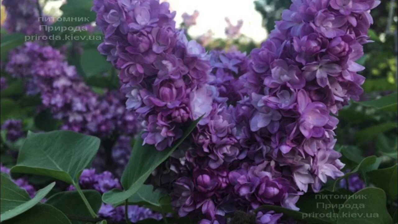 Сирень бульба. Syringa vulgaris Taras Bulba сирень. Сирень Андрюша Громов.