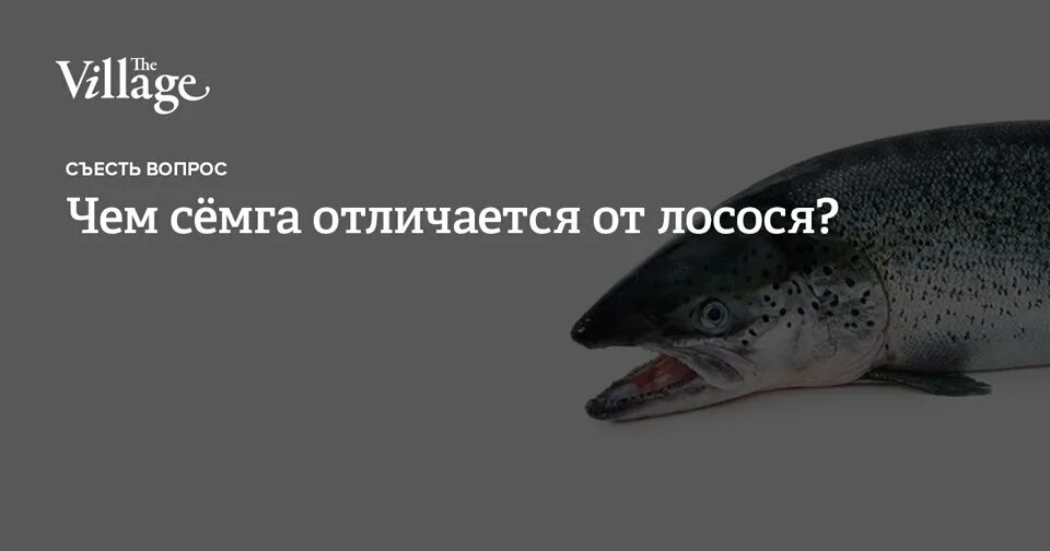 Семга лосось форель разница. Форель и лосось отличия. Сёмга лосось разница. Лосось и семга одно и тоже.