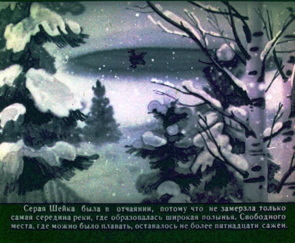 У серой шейки замерло сердце. Диафильм "серая шейка". Серая шейка.сказки. Серая шейка читать диафильм.