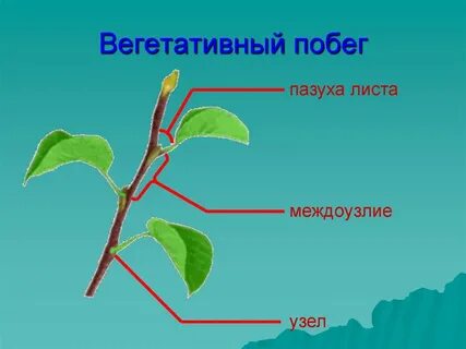 Листовой побег