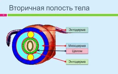 Первичная полость тела функции