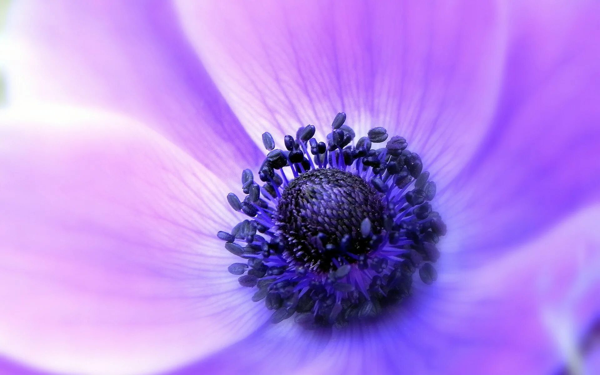Анемона цветок. Сиреневые цветы. Фиолетовые цветы. Сиреневый цвет. Цветы 1024 600