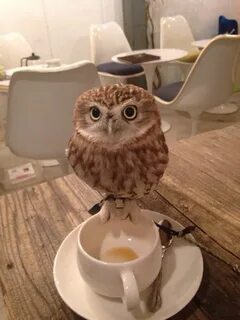 Кофе с совой