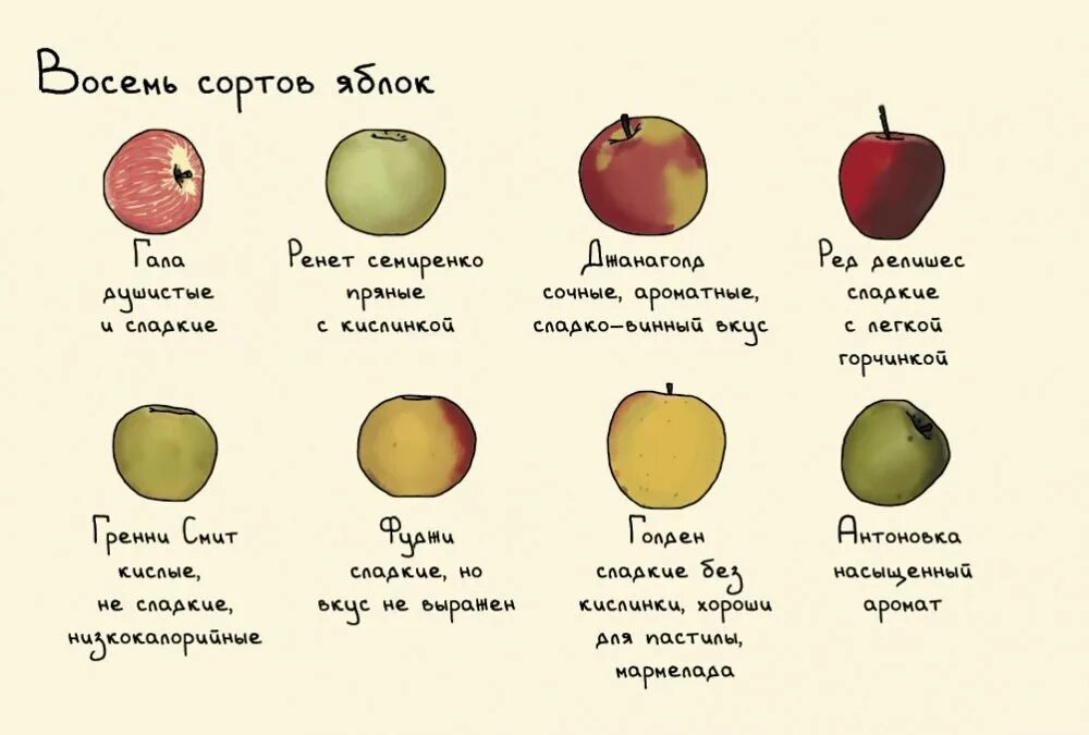 Программа яблоня. Сорта яблок 2 класс окружающий мир. Сорта яблок таблица. Сорта кисло сладких яблок названия. Шарапай сорт яблок.