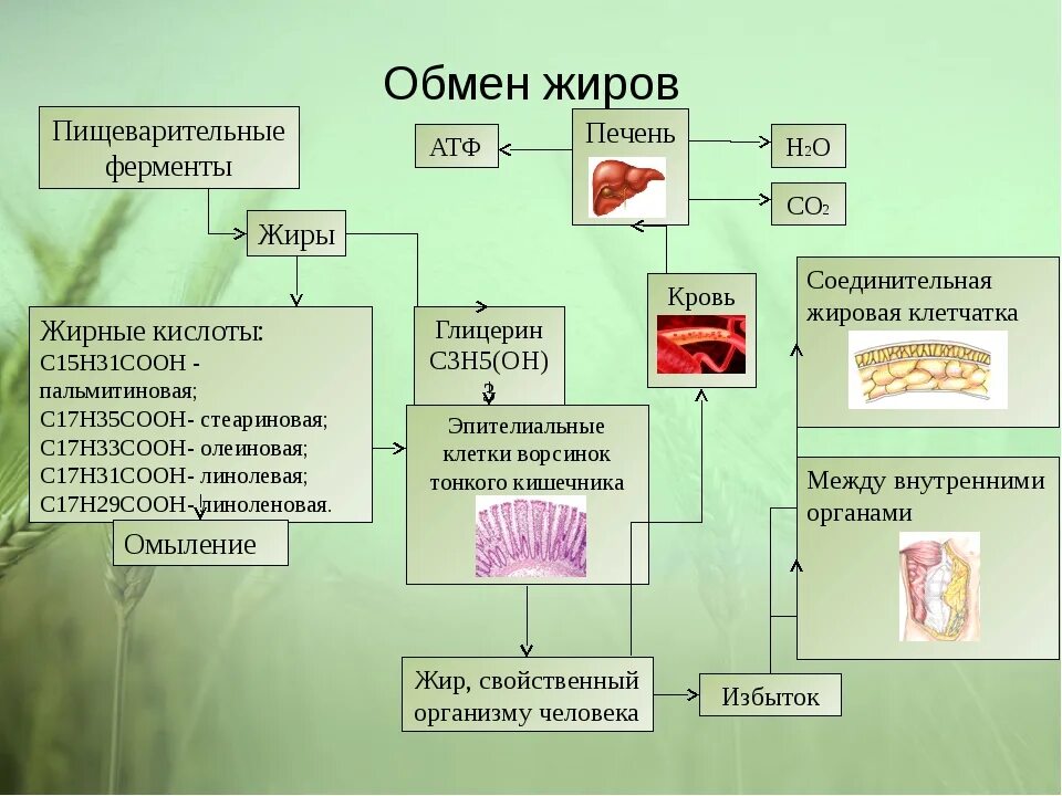 Белковый жировой и углеводный обмен. Процессы обмена жиров в организме. Обмен жиров этапы схема. Процесс расщепления жиров схема. Последовательность жирового обмена у человека ЕГЭ.