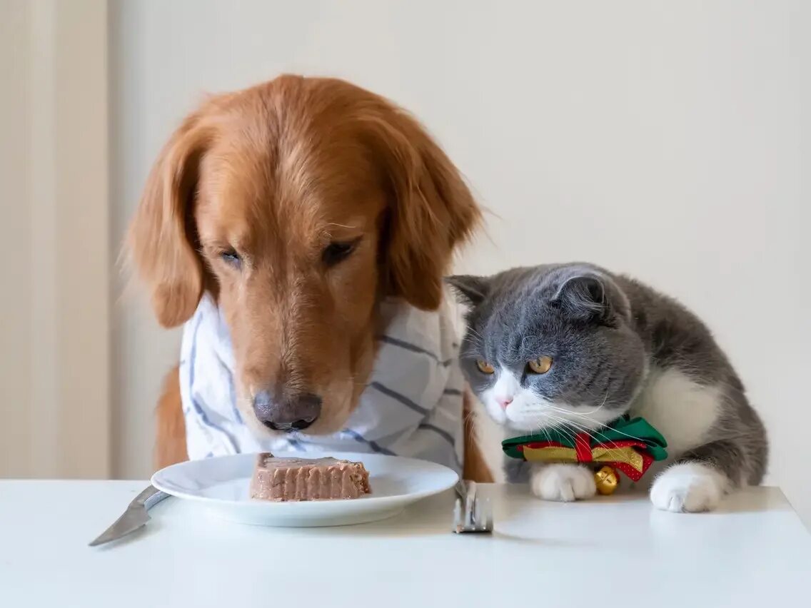 День домашних животных 2024. Cat and Dog eat. Vet feeding. A Cat that eates a Cat.