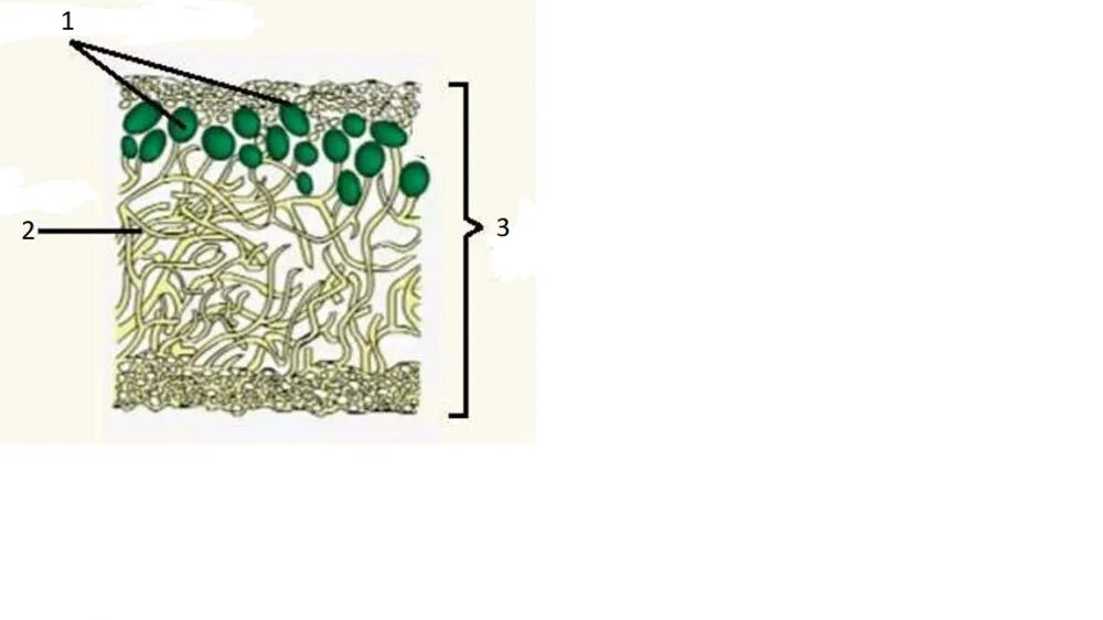 Строение лишайника 5 класс биология. Строение лишайника без подписей. Строение лишайника с подписями. Строение лишайника рисунок с подписями.