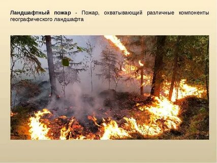 Лесные и торфяные