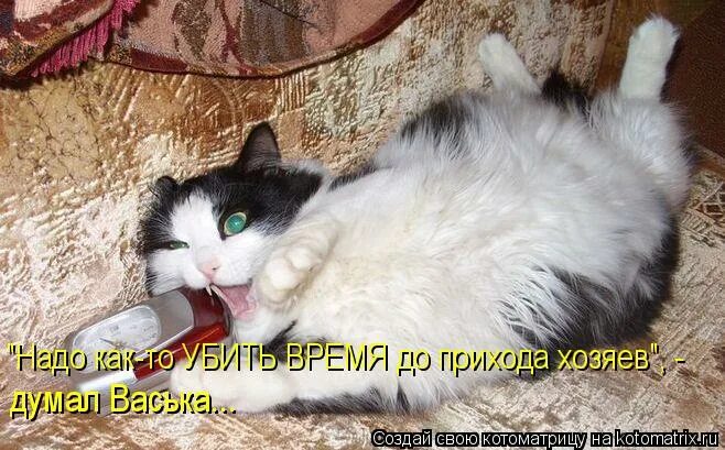 Домашние животные с хозяевами. Хозяин прихода. Животные до и после приюта. Хозяин прихода. Собаки лучше котов.