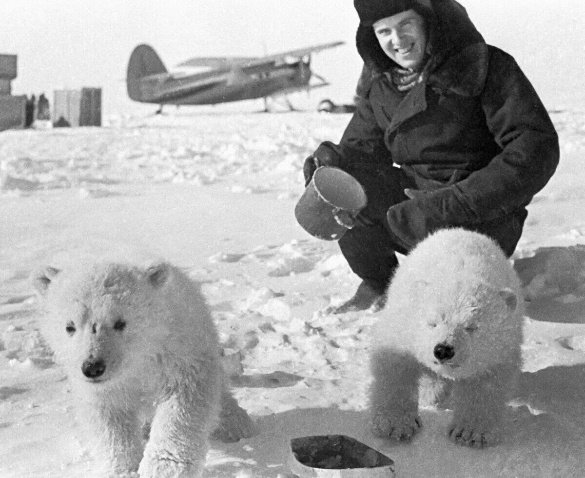 Russia friend. Амундсен Северный полюс медведь. Полярная станция 1965. Чукотка 1975 белый Медвежонок и ребенок. Советские полярники.