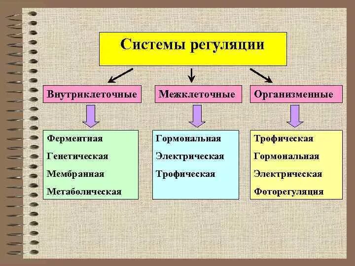 Строение растительной клетки * Клеточная теория строения организмов